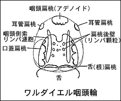 ワルダイエル咽頭輪