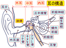 耳の構造